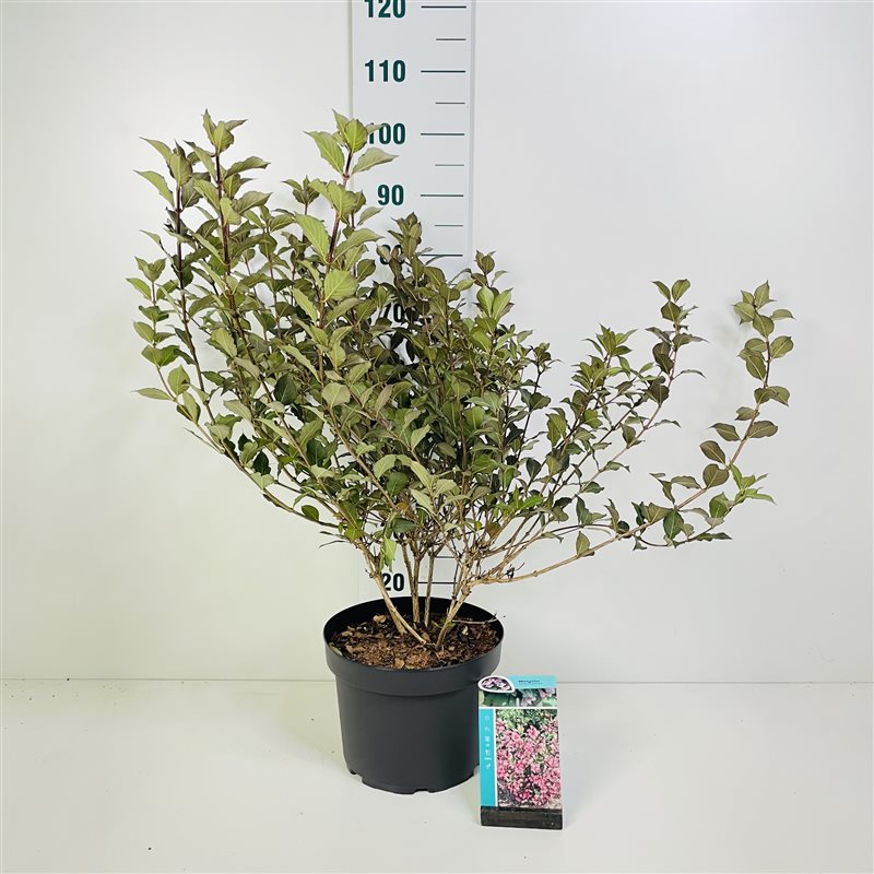 Weigela florida &