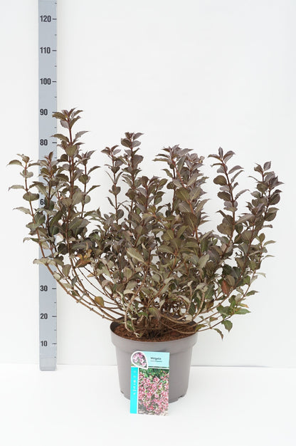 Weigela florida &