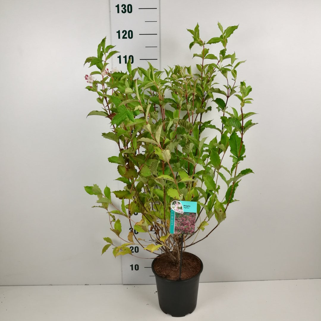 Weigela &
