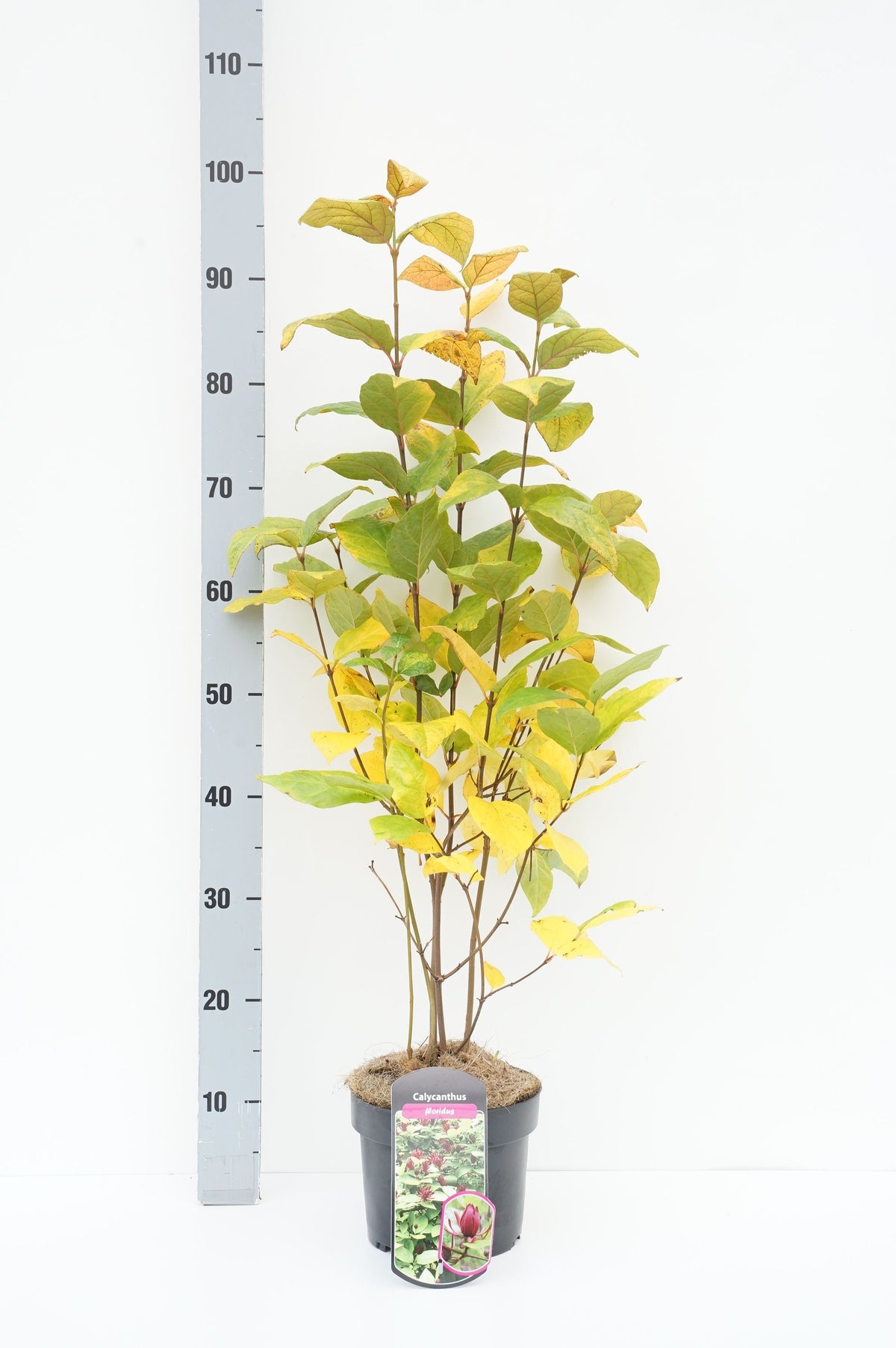Calycanthus floridus 40-60 cm C3 (3 liters kruka)
