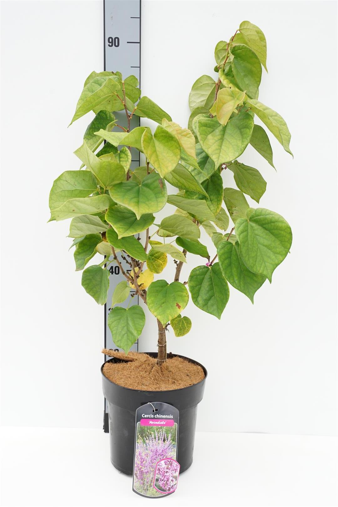 Cercis chinensis &