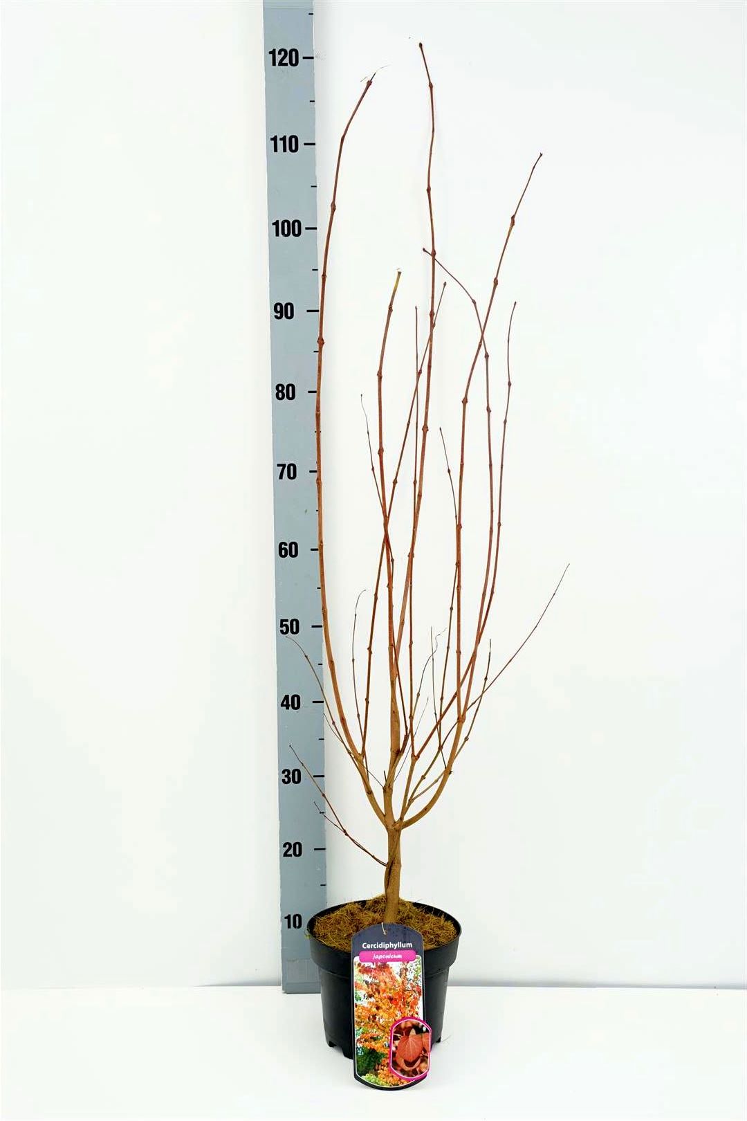 Cercidiphyllum japonicum C3 (3 liters kruka) 60-80 cm