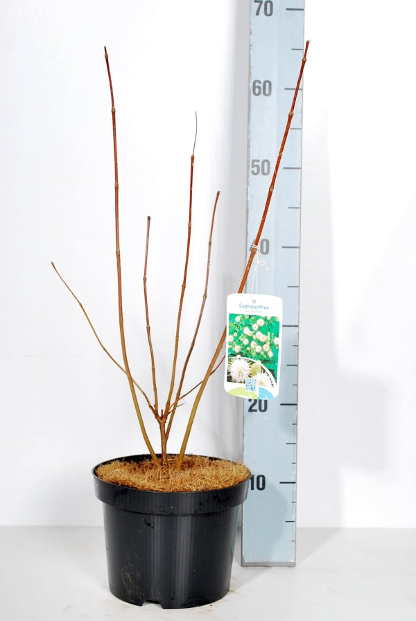 Cephalanthus occidentalis 30-40 cm C3 (3 liters kruka)