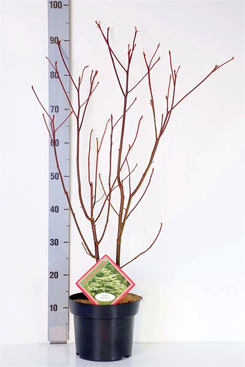 Cornus controversa C35 (35 liters kruka) 200-225 cm