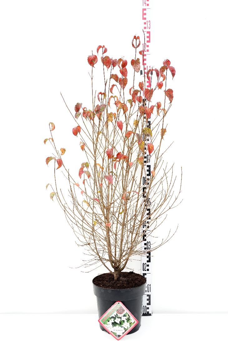 Cornus kousa högstam 6-8 cm C25 (25 liters kruka)