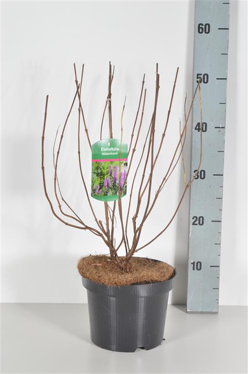 Elsholtzia stauntonii C3 (3 liters kruka) 40-60 cm