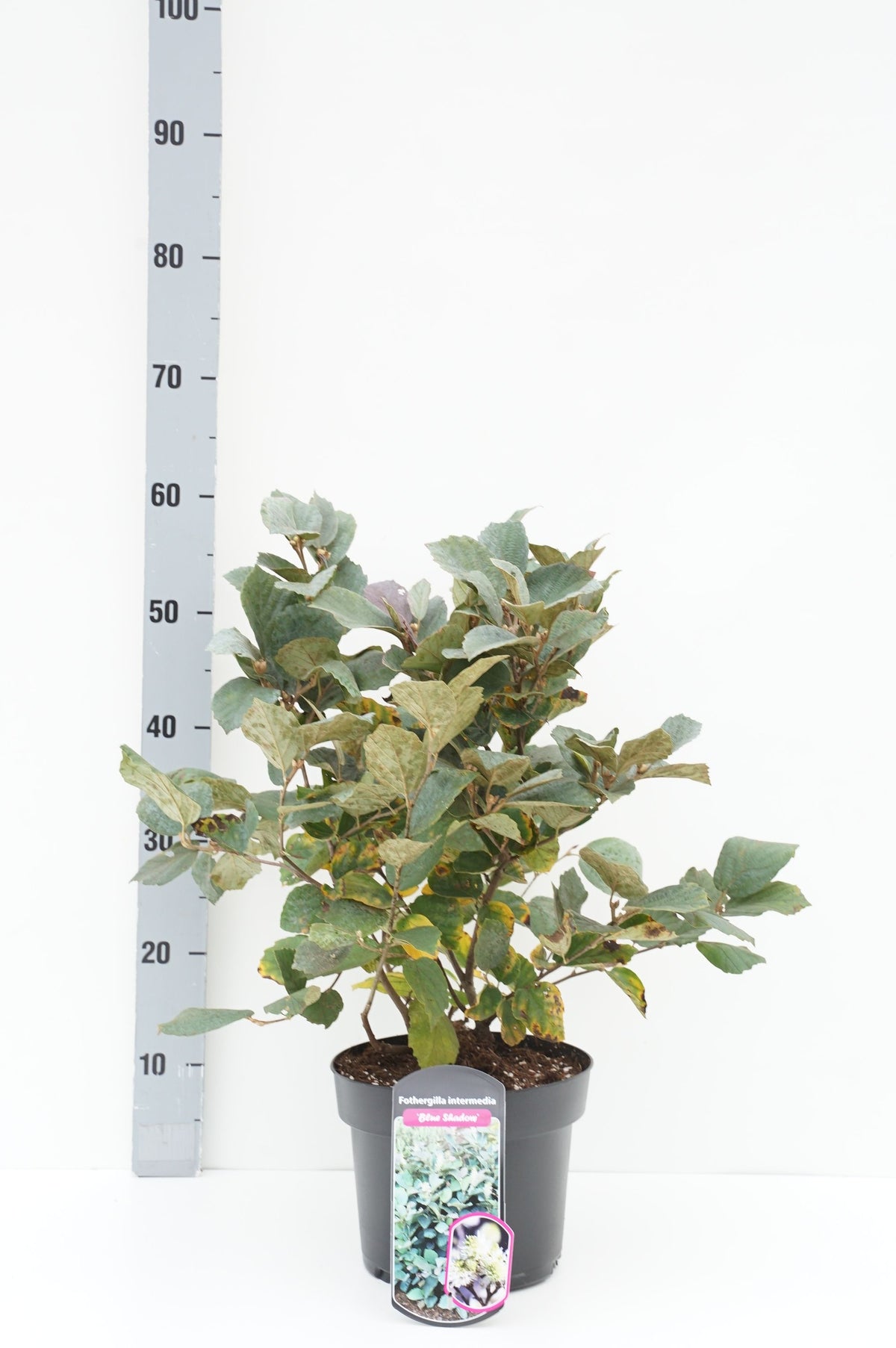 Fothergilla int. &