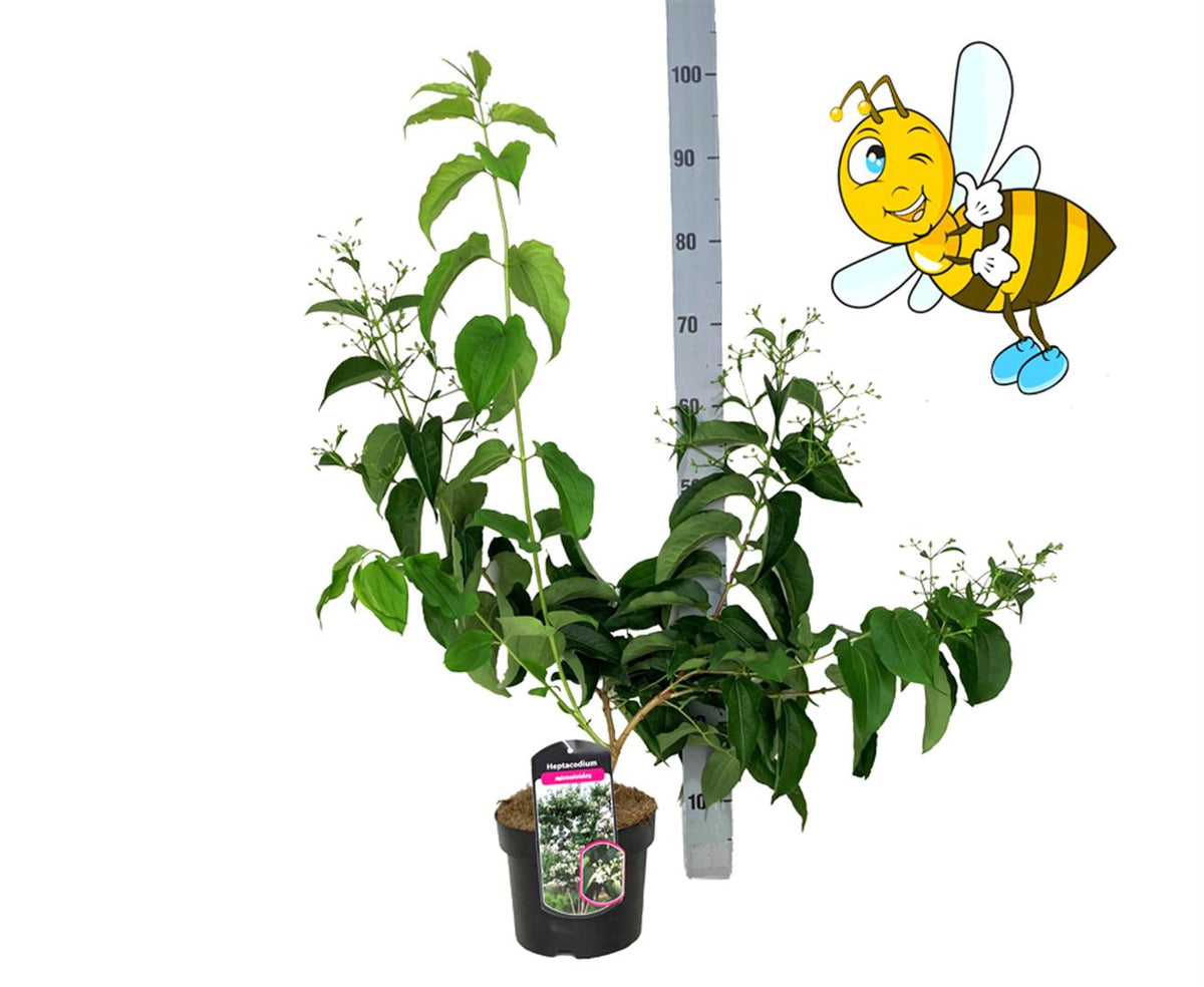 Heptacodium miconioides C3 (3 liters kruka) / 19 cm kruka 40-60 cm