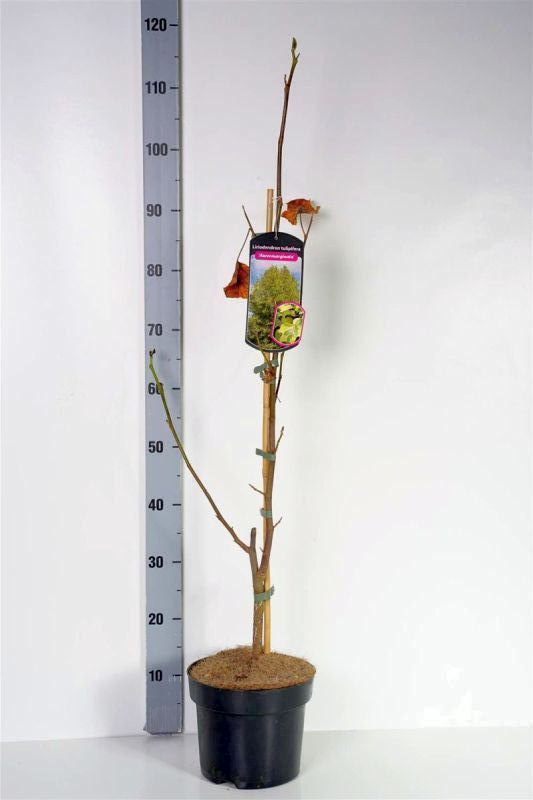 Liriodendron tulipifera &