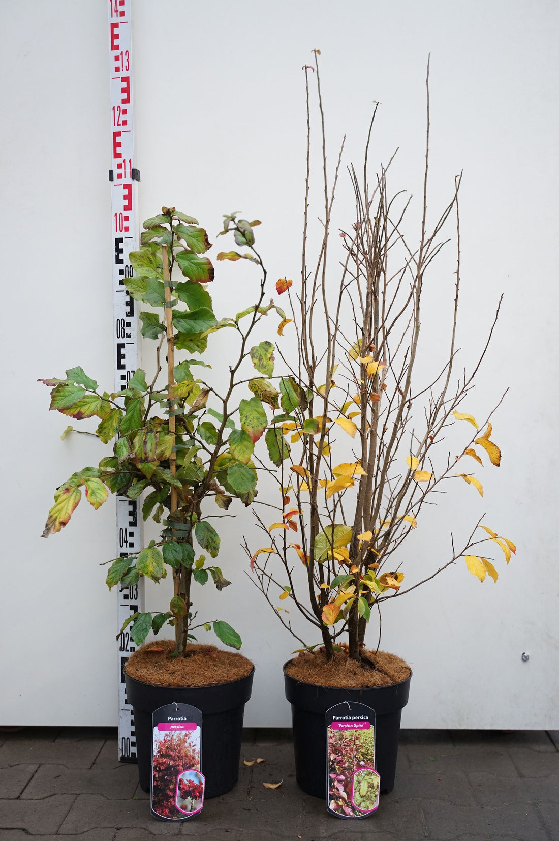 Parrotia i sorter C7 (7 liters kruka) 80-100 cm