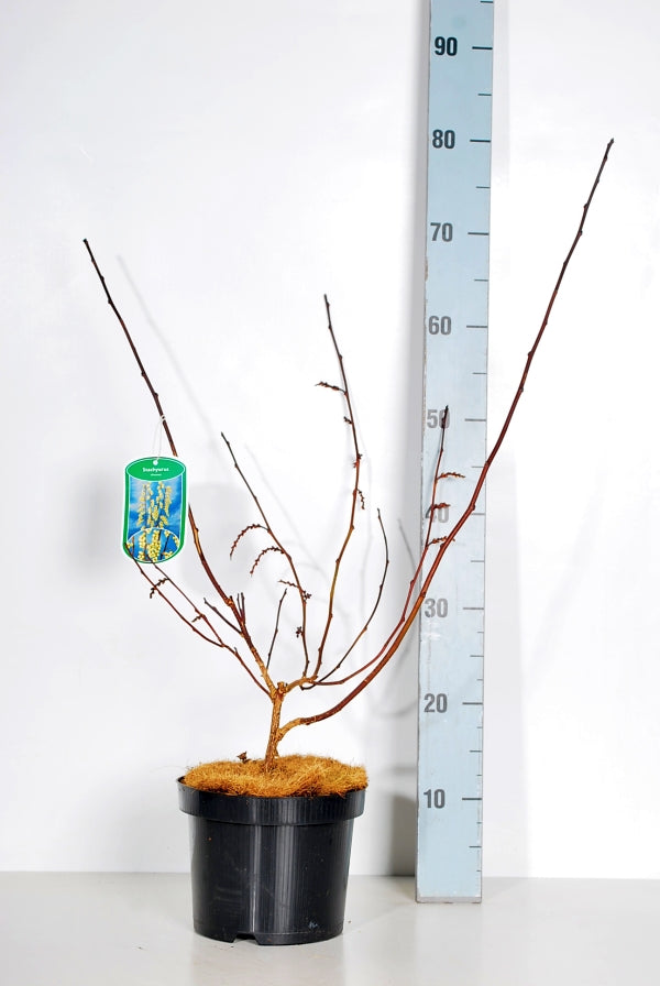 Stachyurus chinensis &