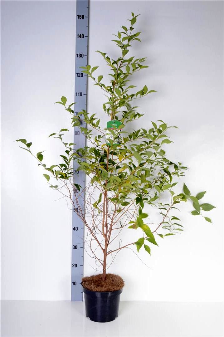 Styrax japonicus 80-100 cm rotklump