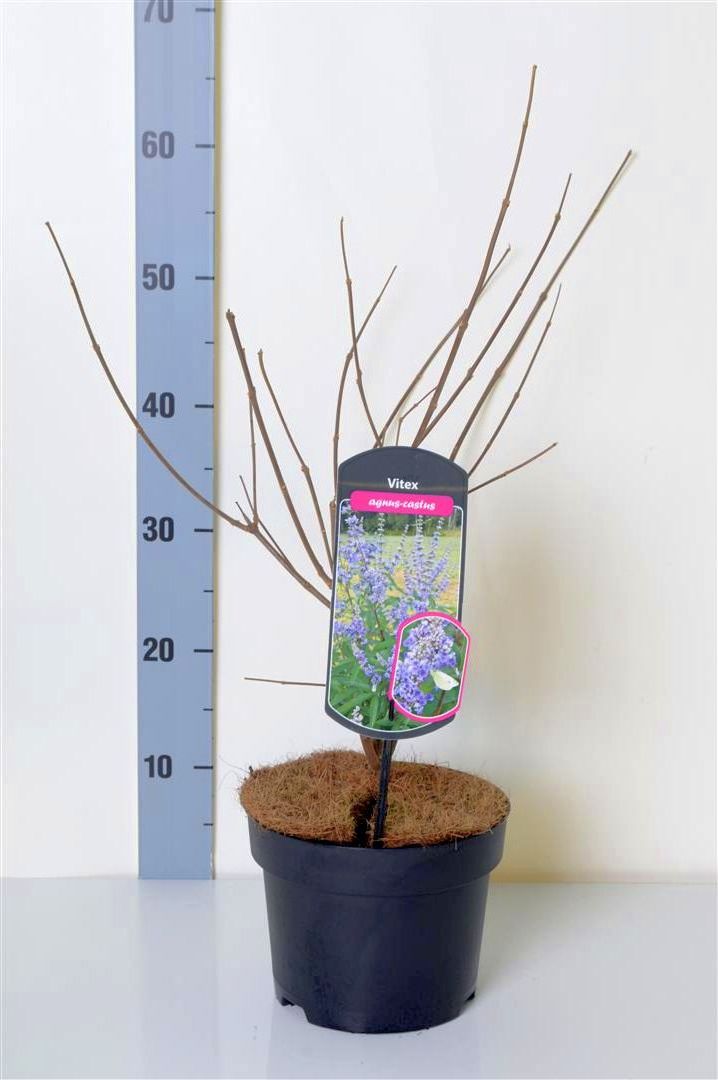 Vitex agnus-castus C3 (3 liters kruka) / 19 cm kruka 30-50 cm
