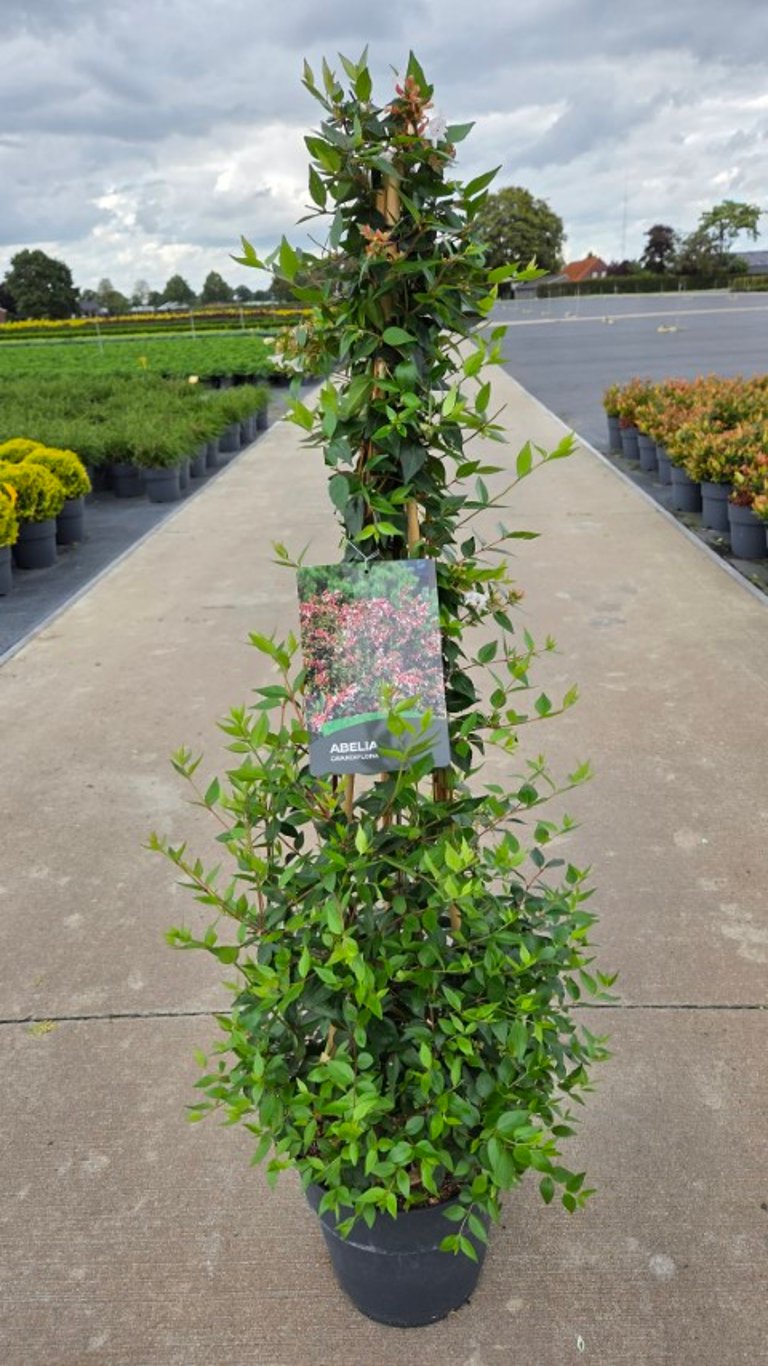 Abelia grandiflora C10 (10 liters kruka) 80-100 cm 3 st