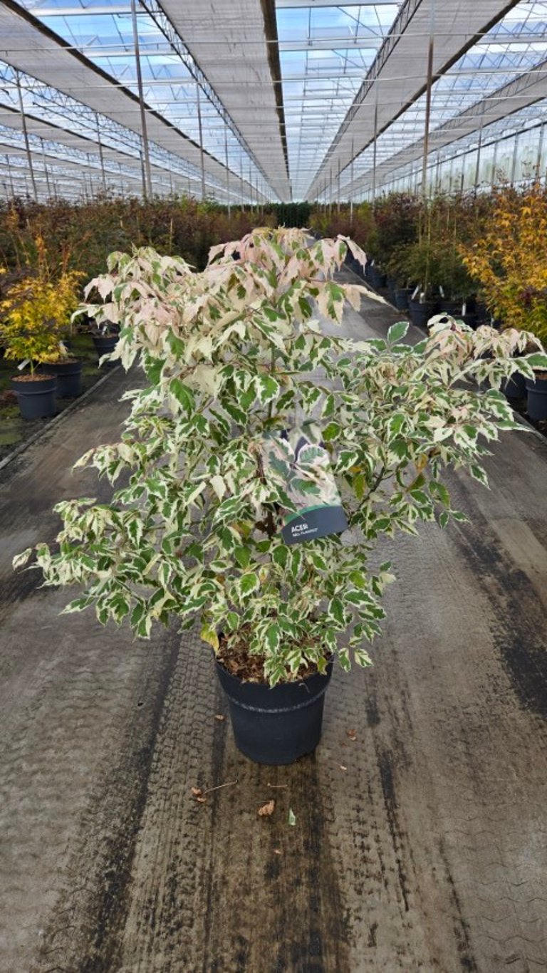 Acer negundo &