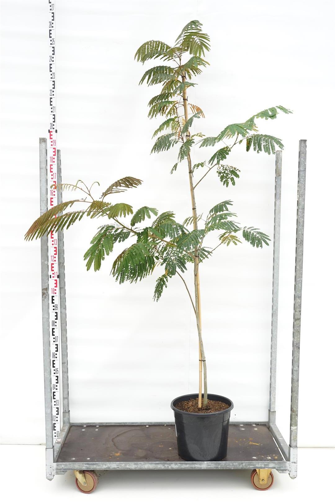 Albizia julibrissin &