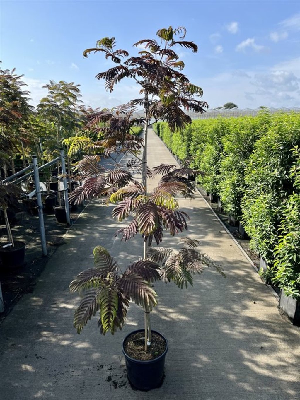 Albizia julibrissin &