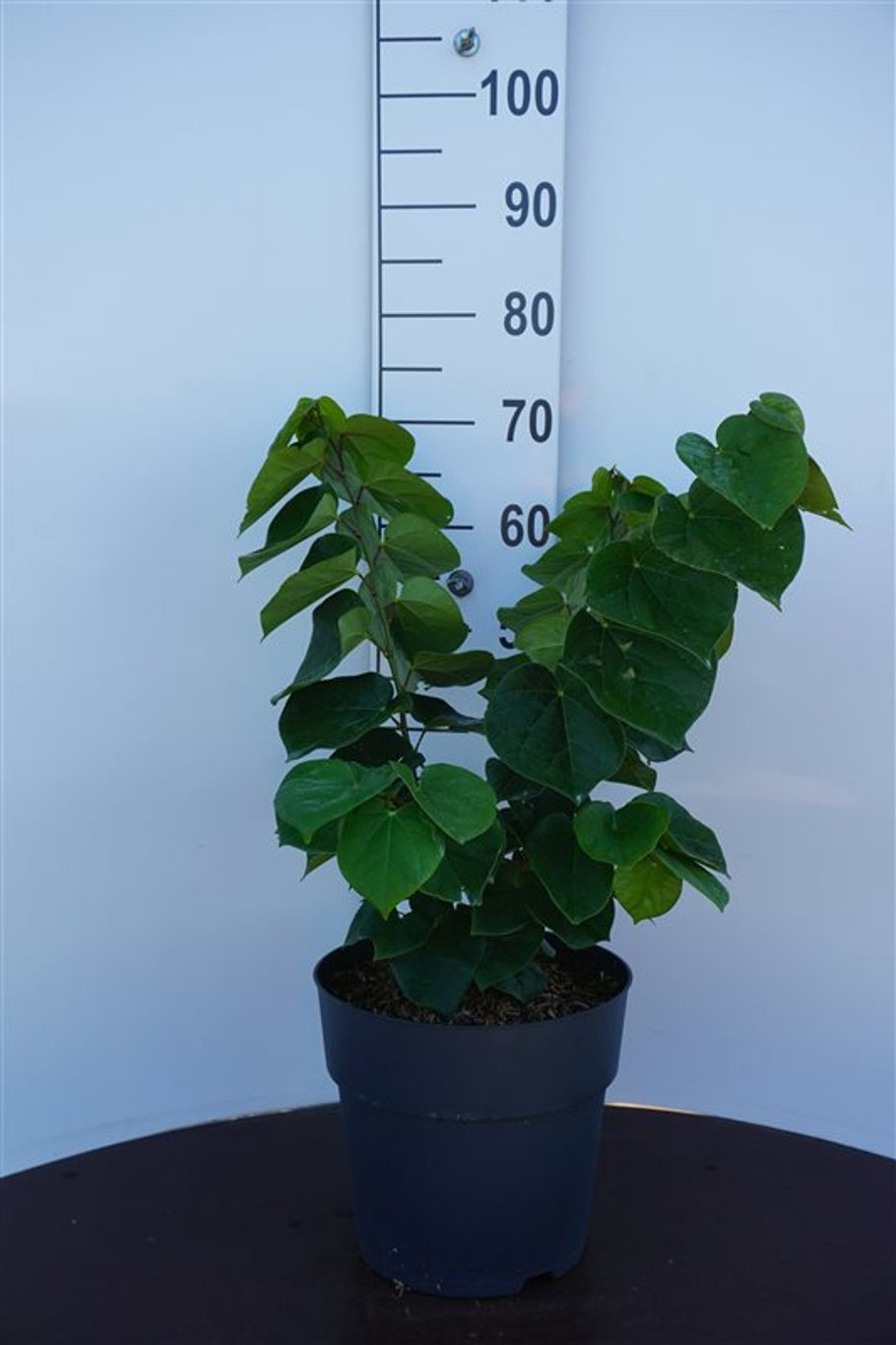 Cercis chinensis &