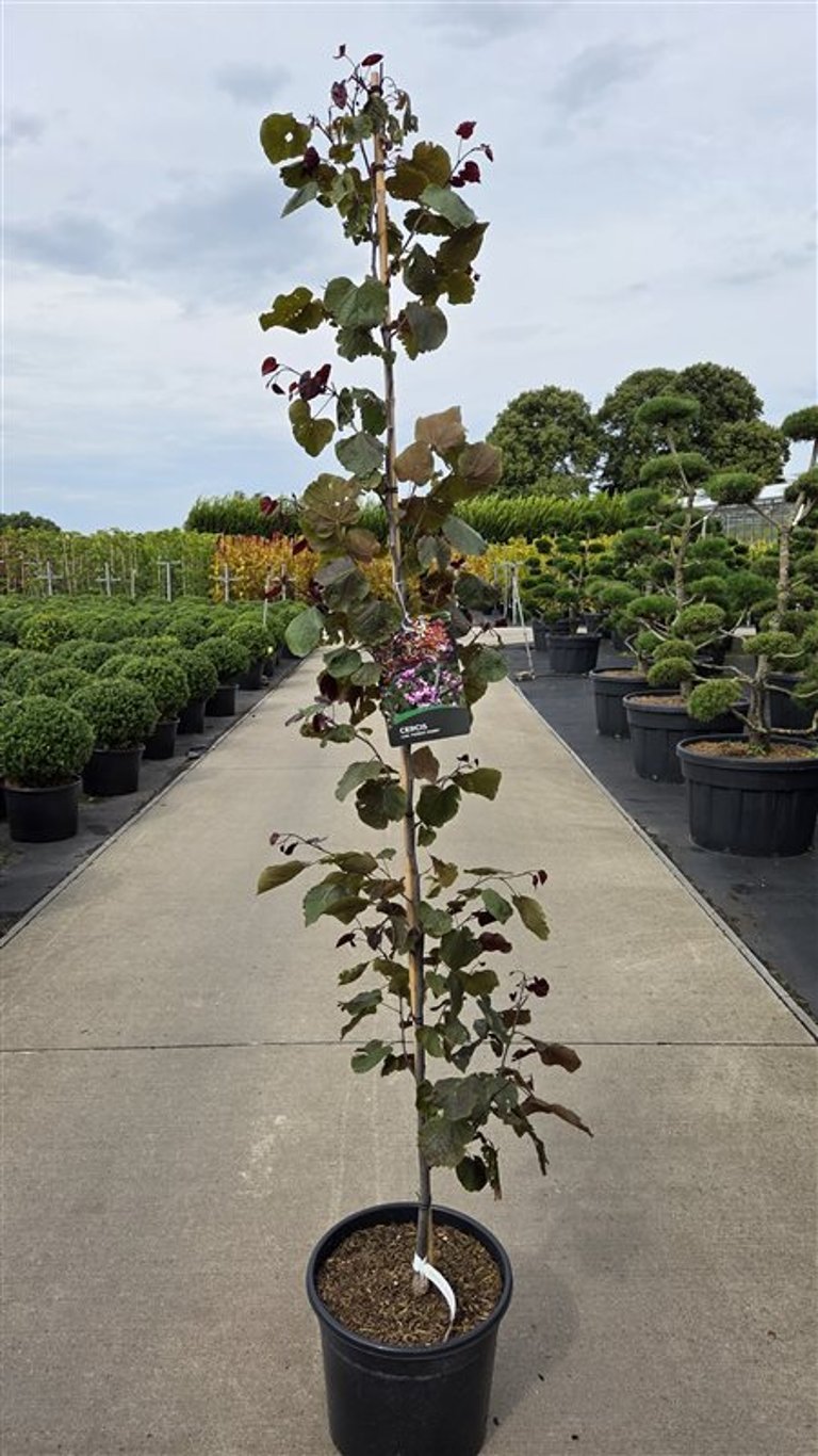 Cercis canadensis &