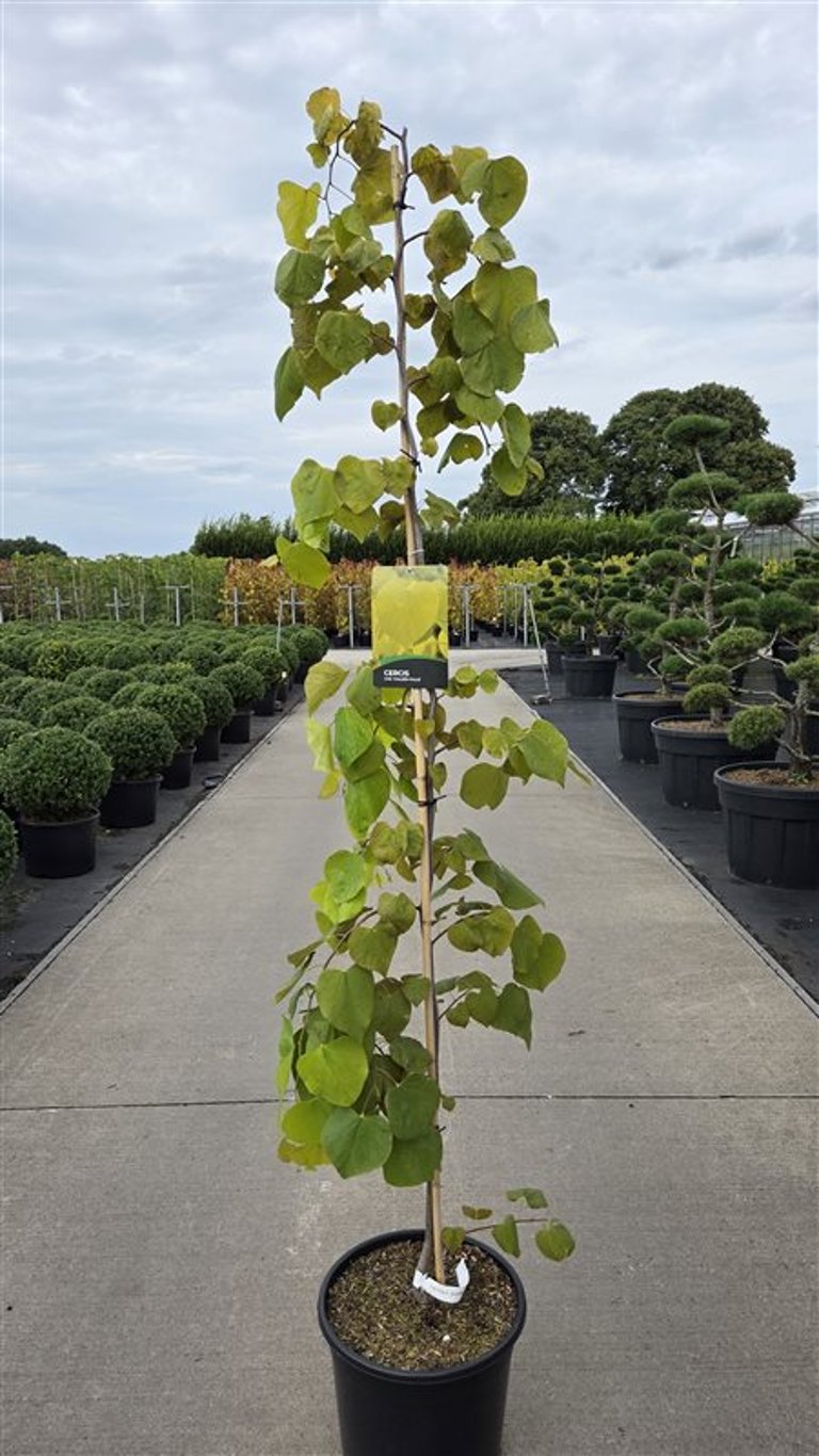 Cercis canadensis &