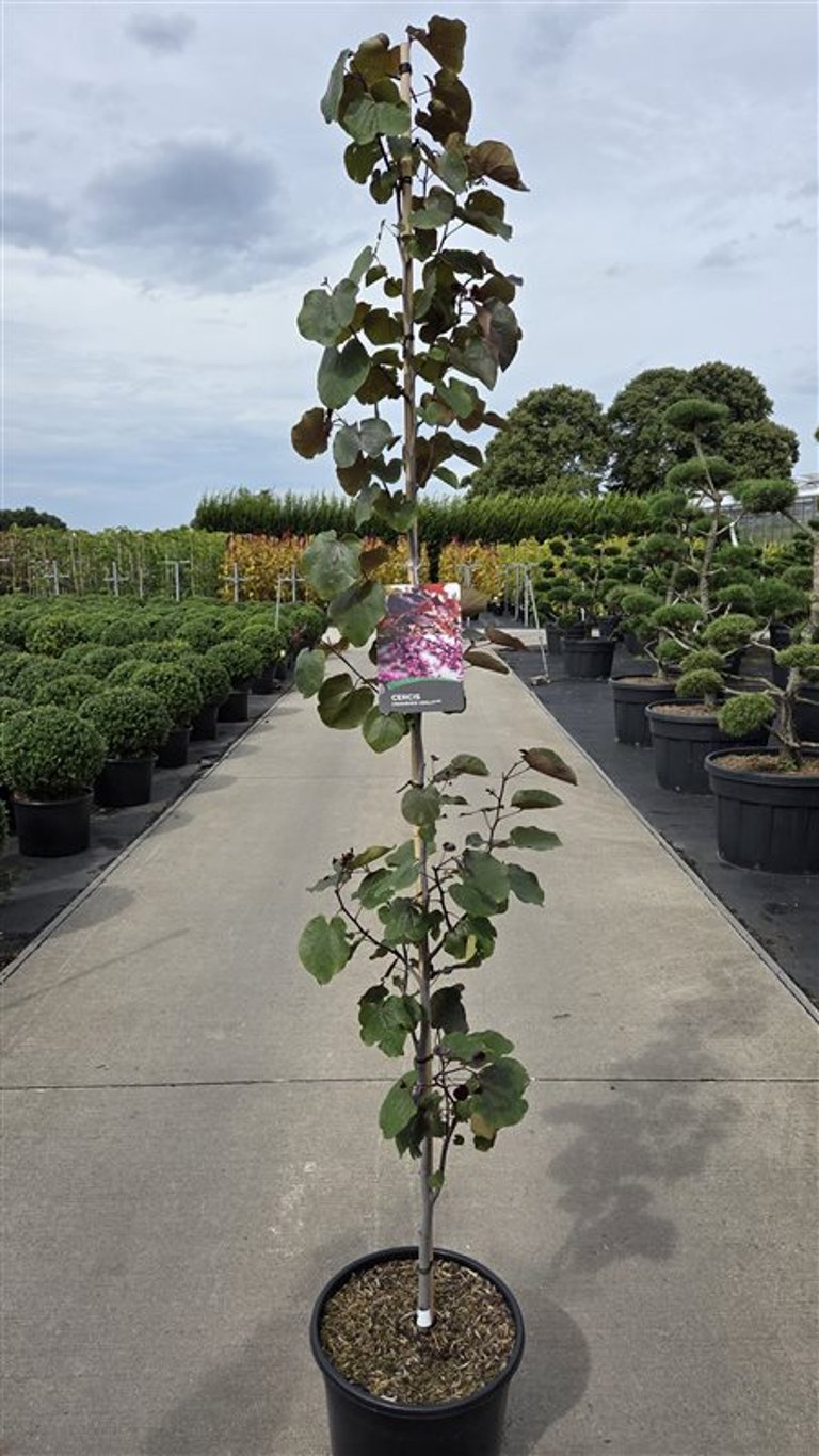Cercis canadensis &