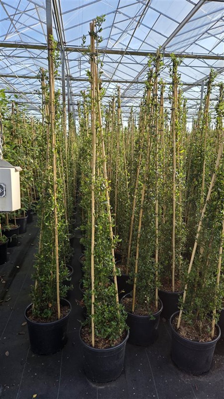 Ceanothus imp. &