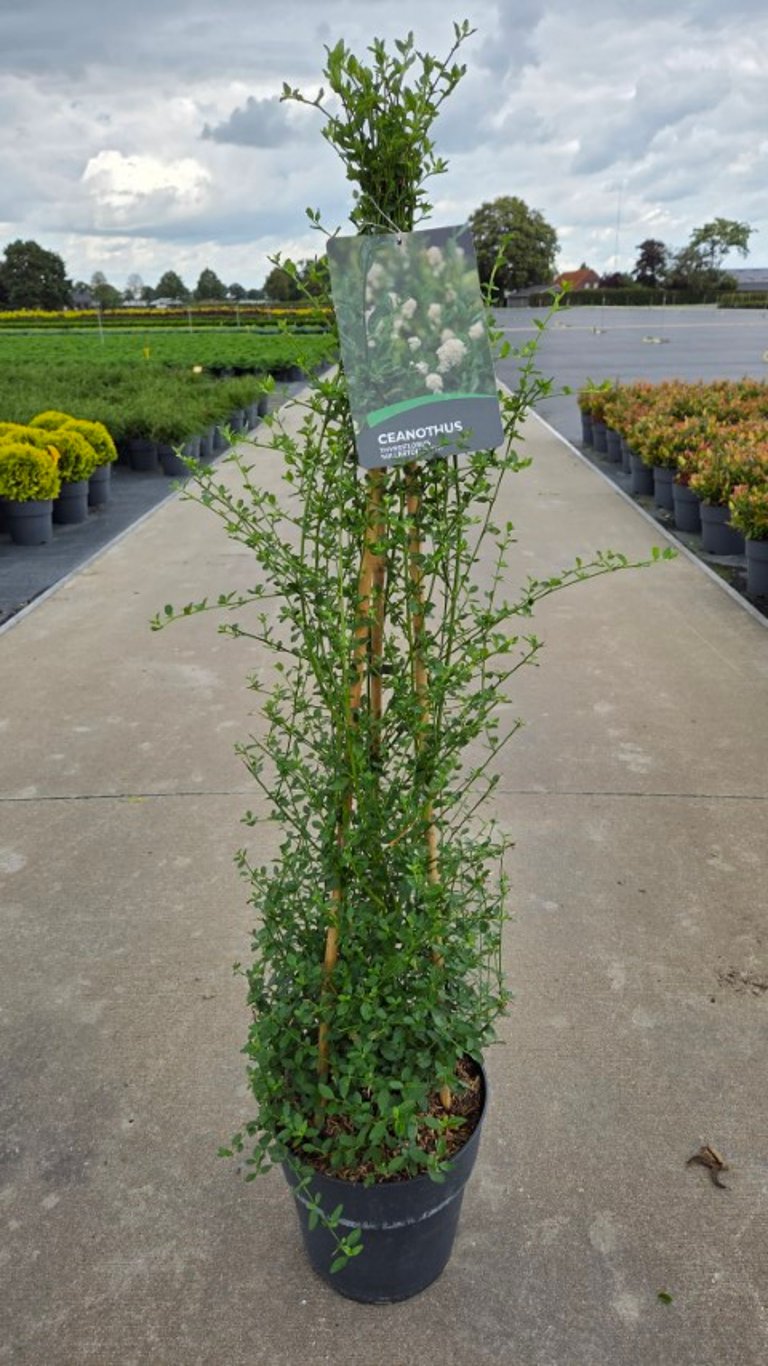 Ceanothus thyrs. &
