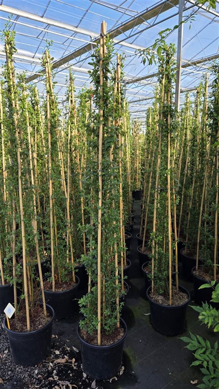 Ceanothus thyrsiflorus &
