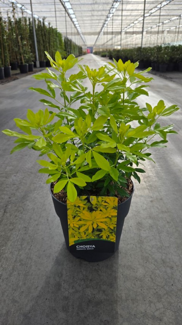 Choisya ternata &
