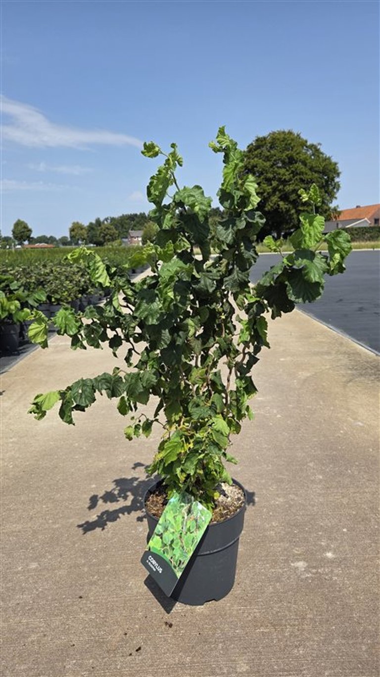 Corylus avellana &