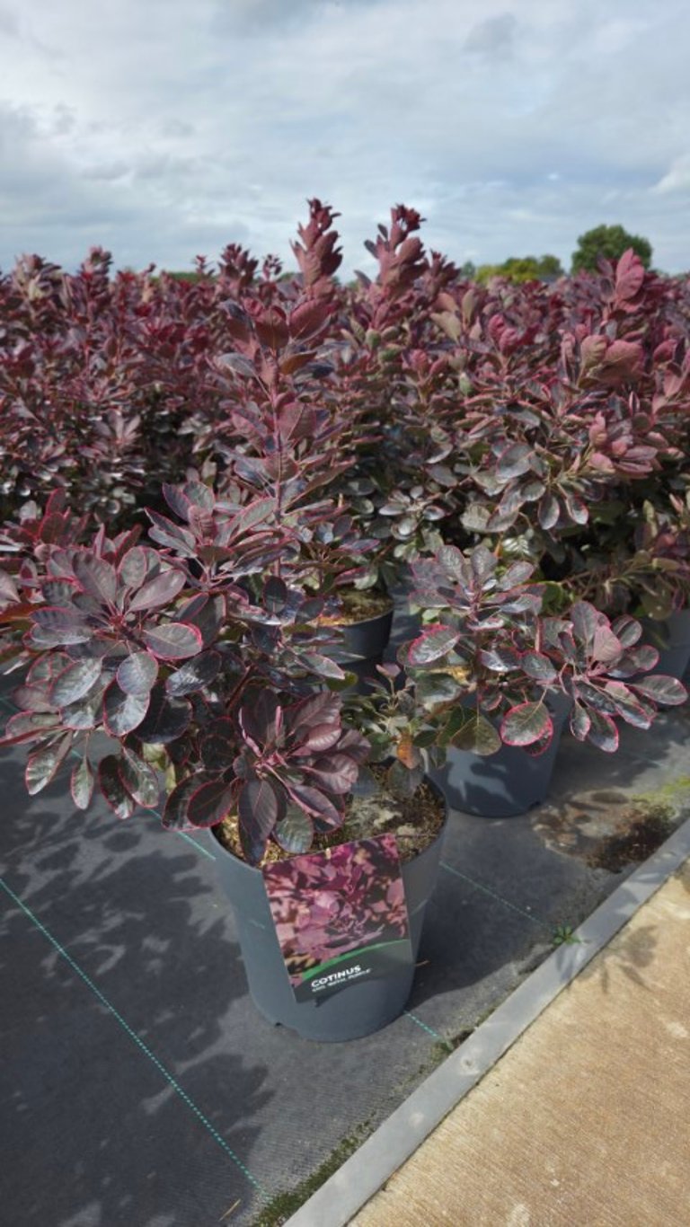 Cotinus cogg. &