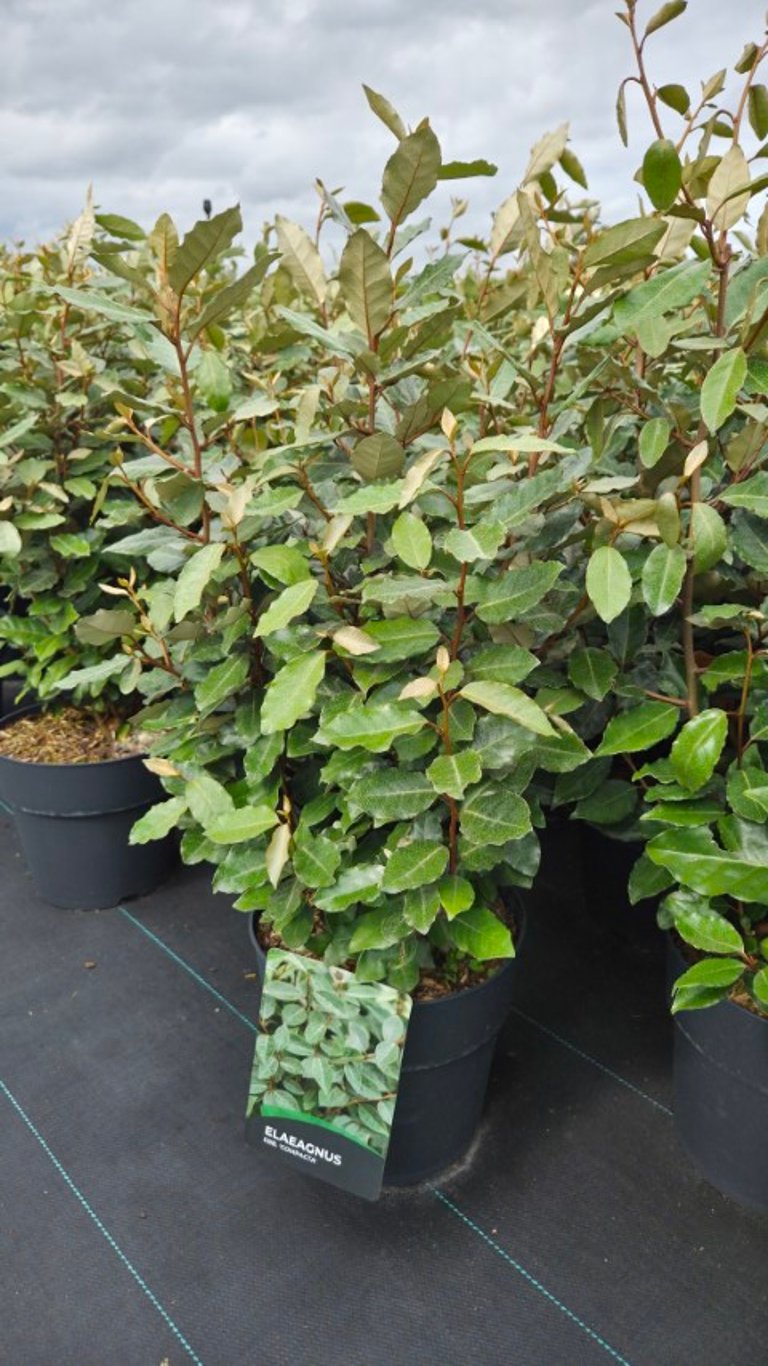 Elaeagnus ebb. &