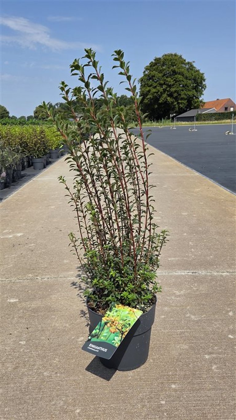 Enkianthus campanulatus C10 (10 liters kruka) 60-80 cm