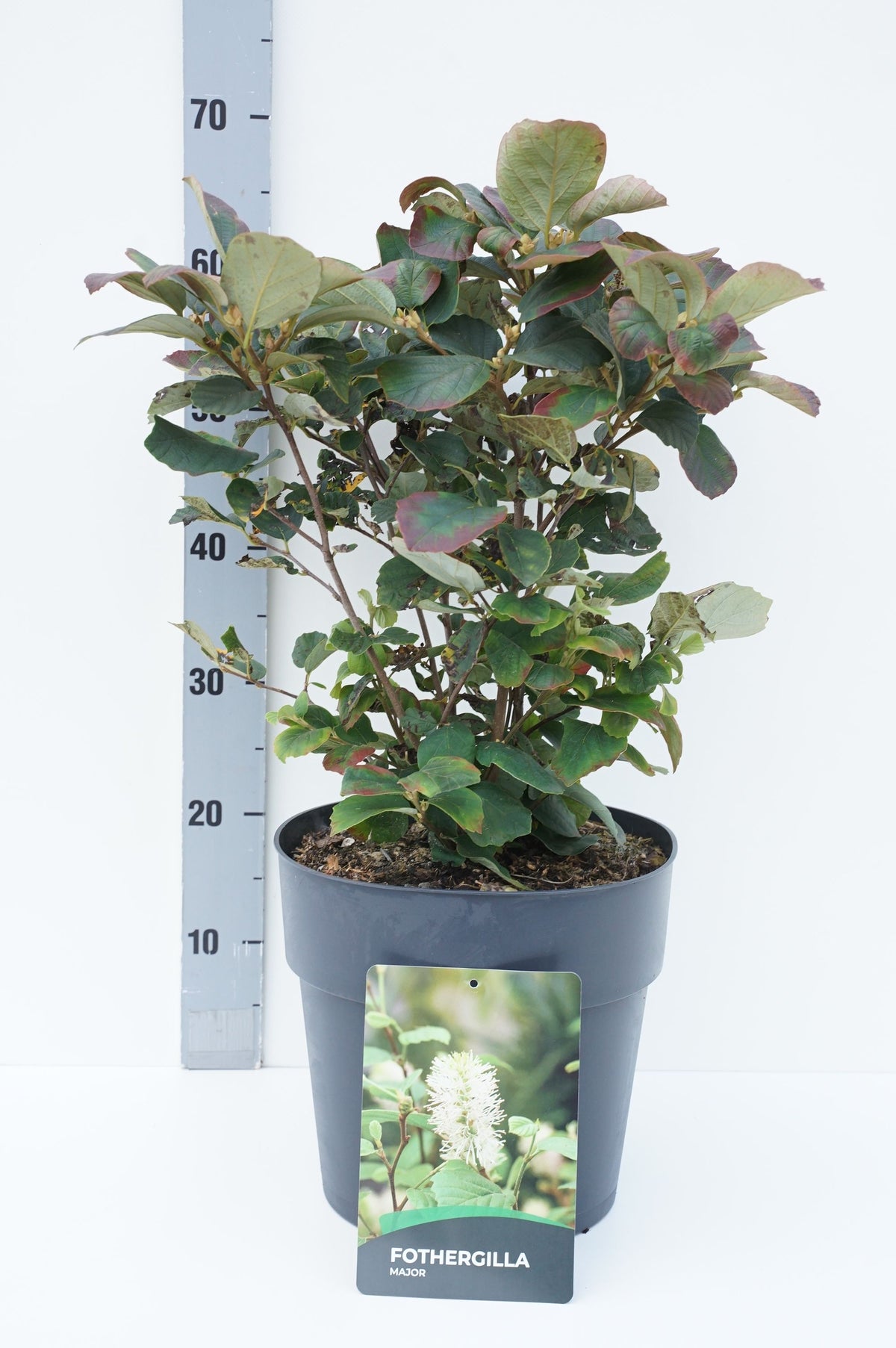 Fothergilla major C10 (10 liters kruka) 30-40 cm