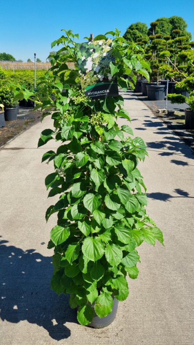 Hydrangea anomala petiolaris C15 (15 liters kruka) 125-150 cm