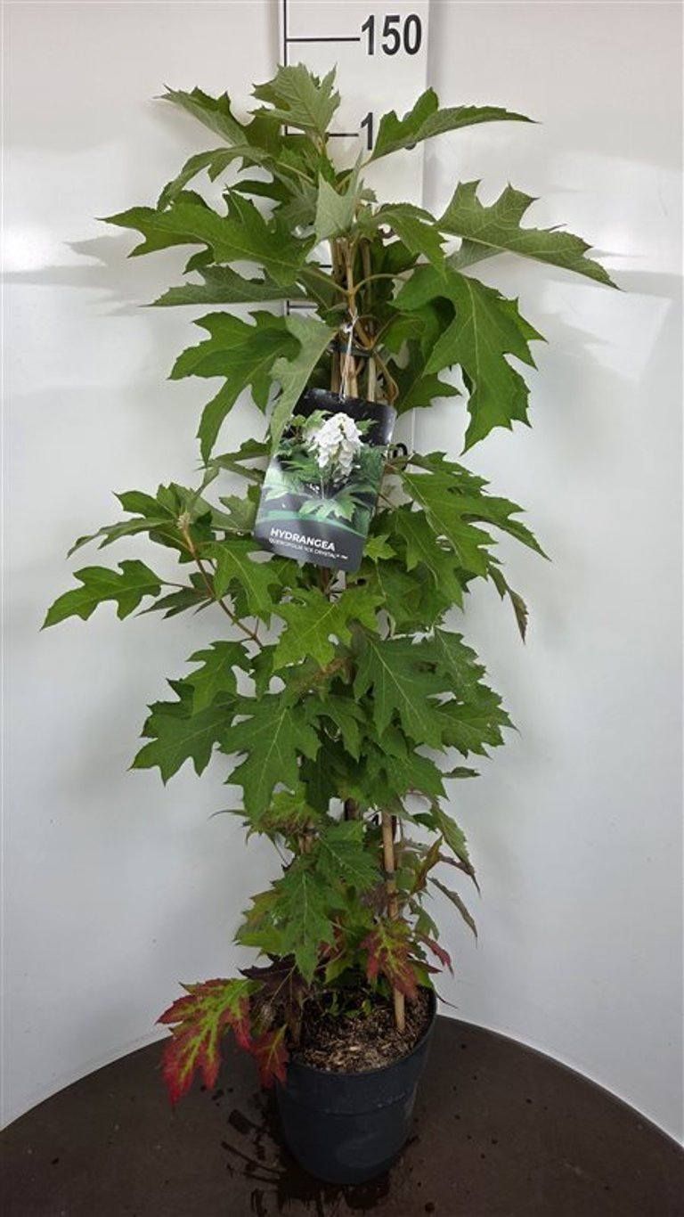 Hydrangea quercifolia &