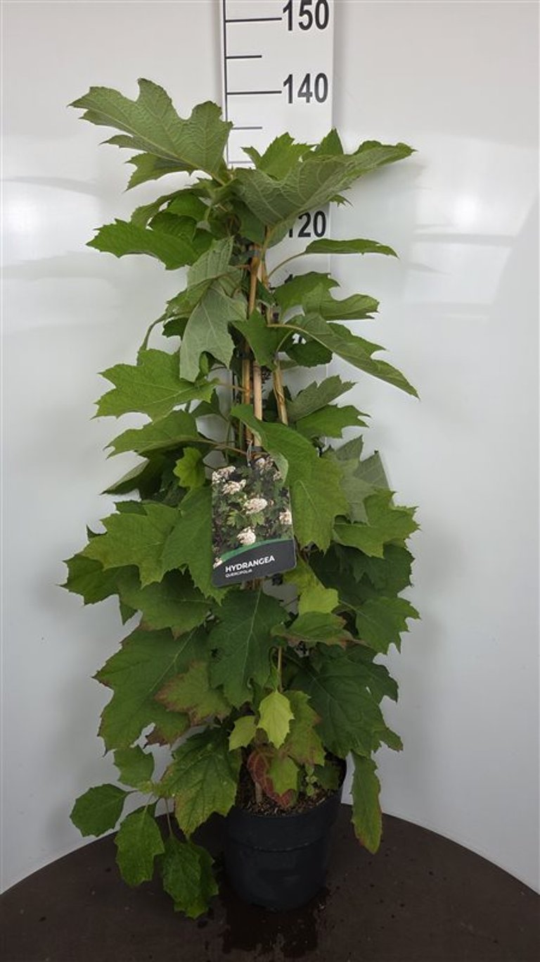 Hydrangea quercifolia (Flikhortensia) C10 (10 liters kruka) 100-125 cm
