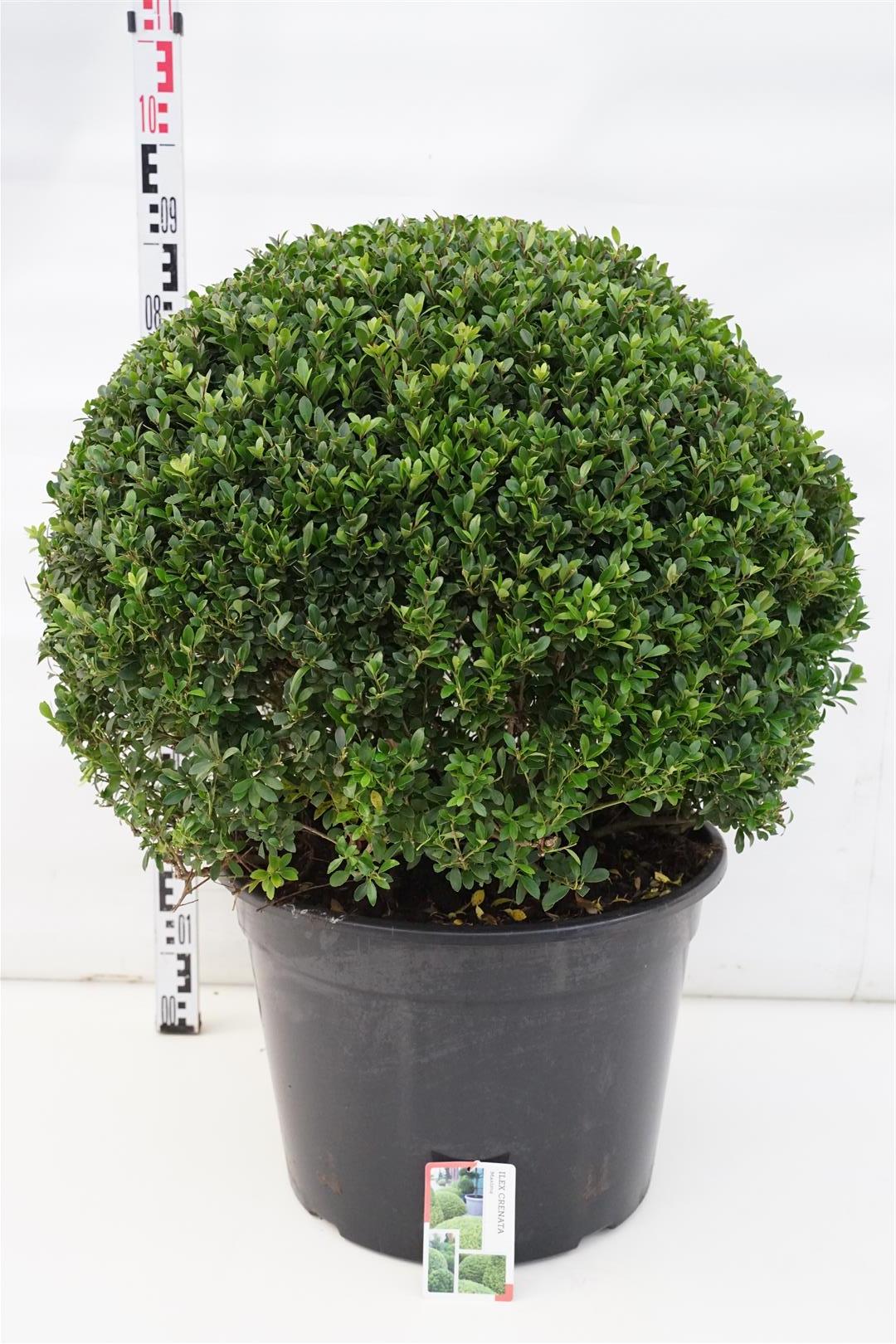 Ilex crenata &