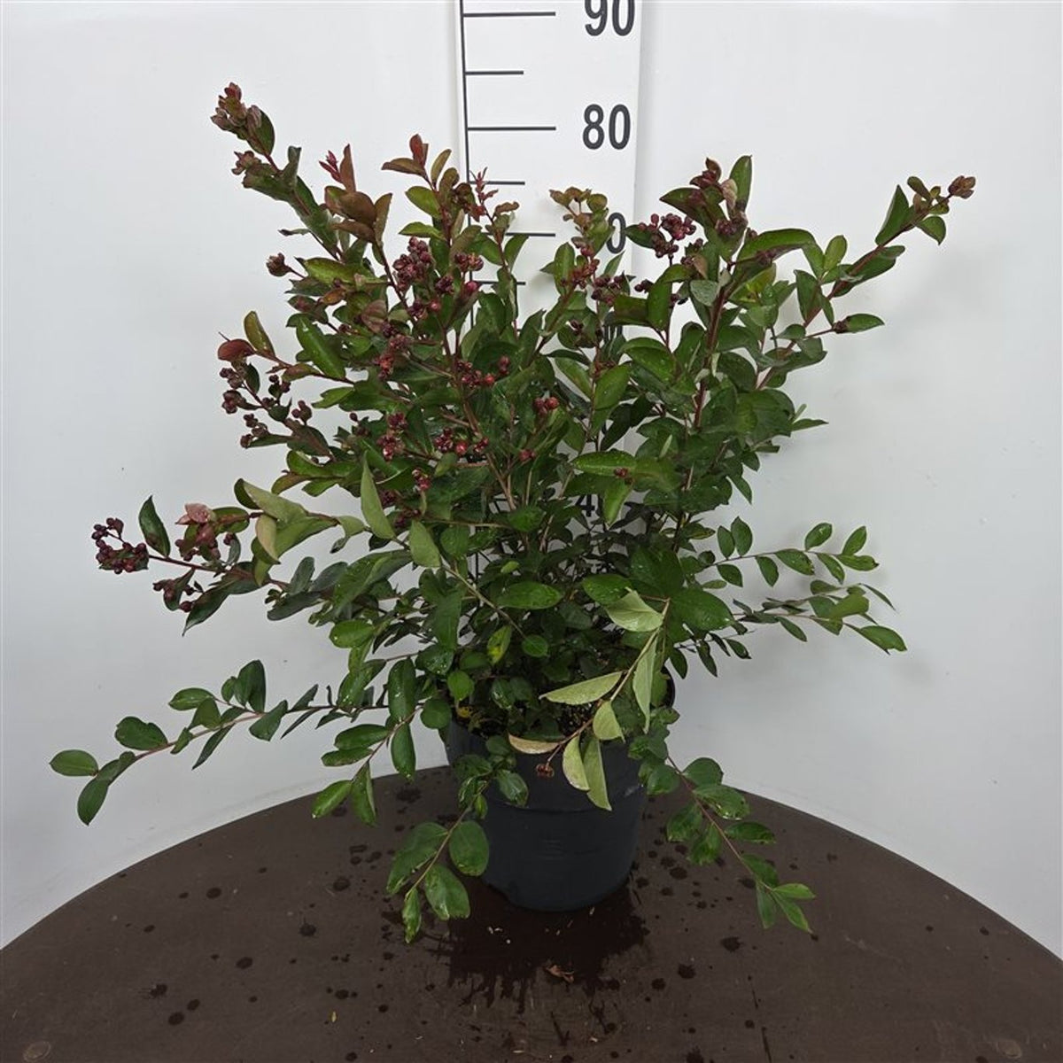 Lagerstroemia indica &