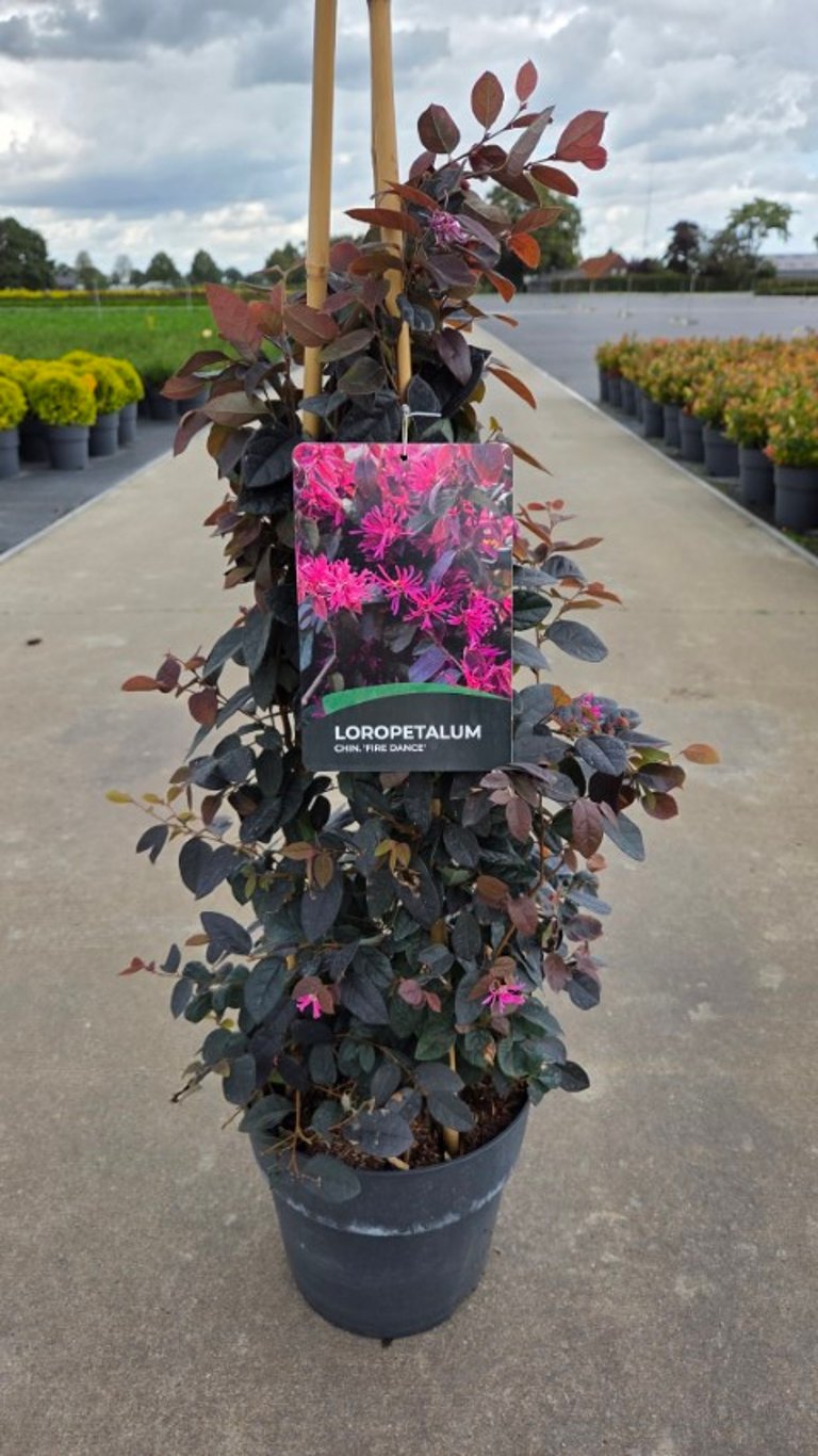 Loropetalum c. &