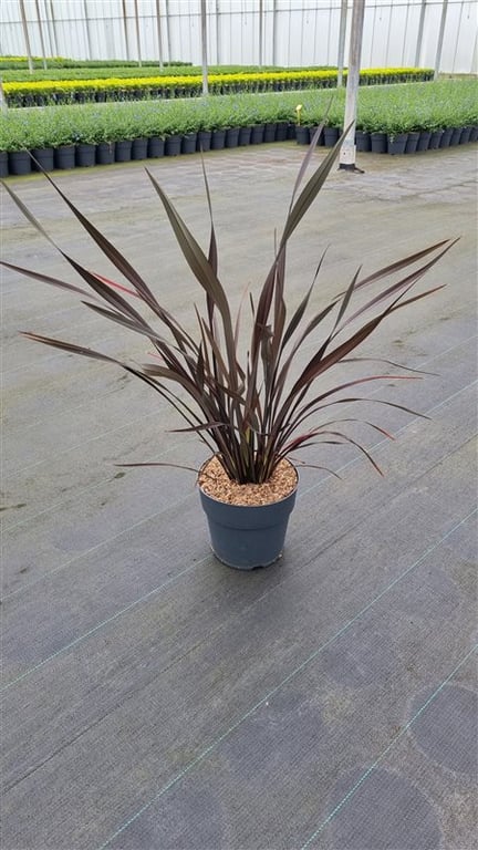 Phormium &