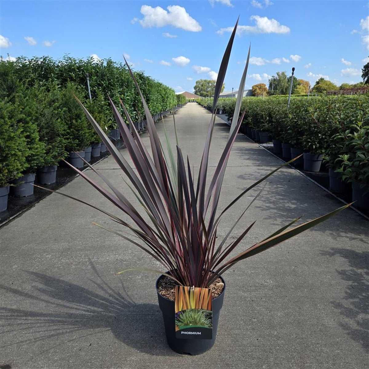 Phormium &