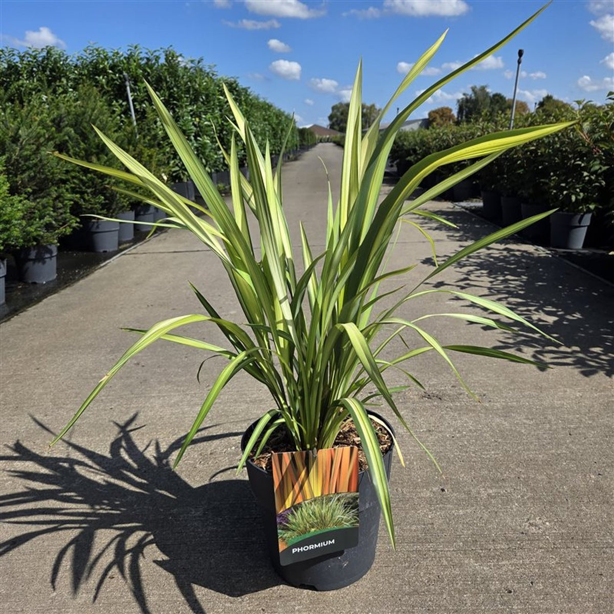 Phormium &