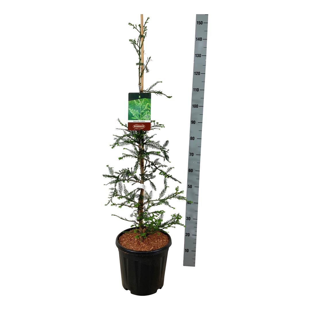 Pinus densiflora &