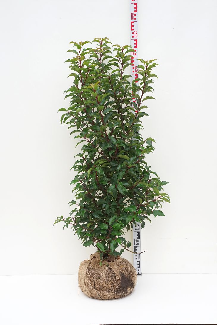 Prunus lusitanica &