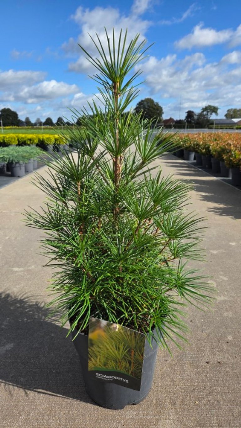 Sciadopitys verticillata C10 (10 liters kruka) 50-60 cm
