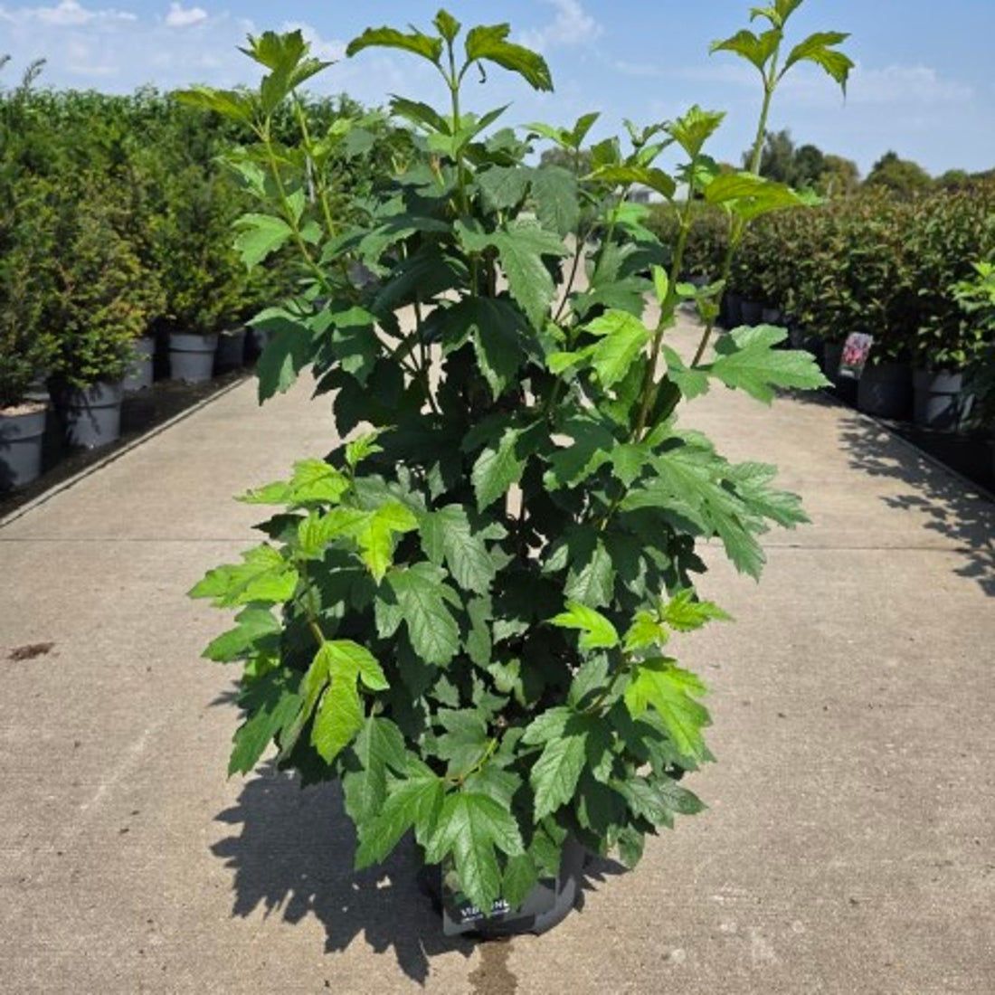 Viburnum opulus &