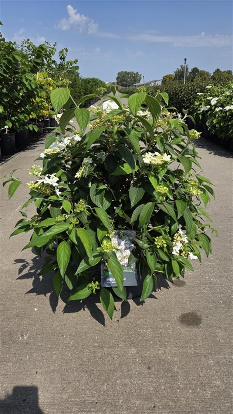 Viburnum plicatum &