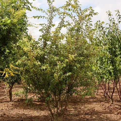 Vinterkörsbär - Prunus subhirtella &