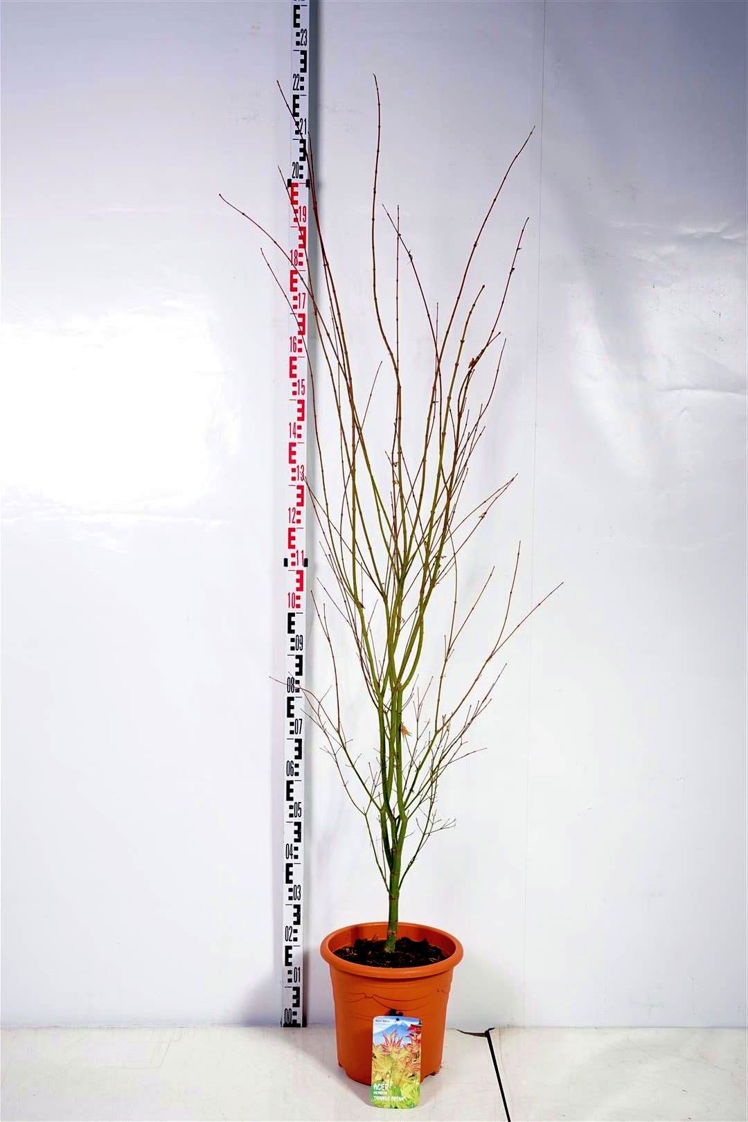 Acer palmatum &